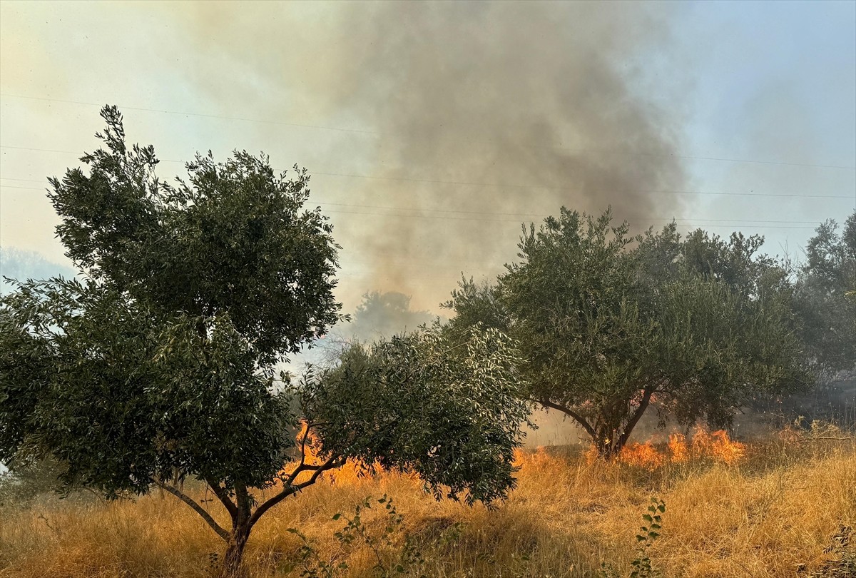 Aydın'ın Germencik ilçesinde, zeytinlik ve ormanlık alanda çıkan yangına havadan ve karadan...