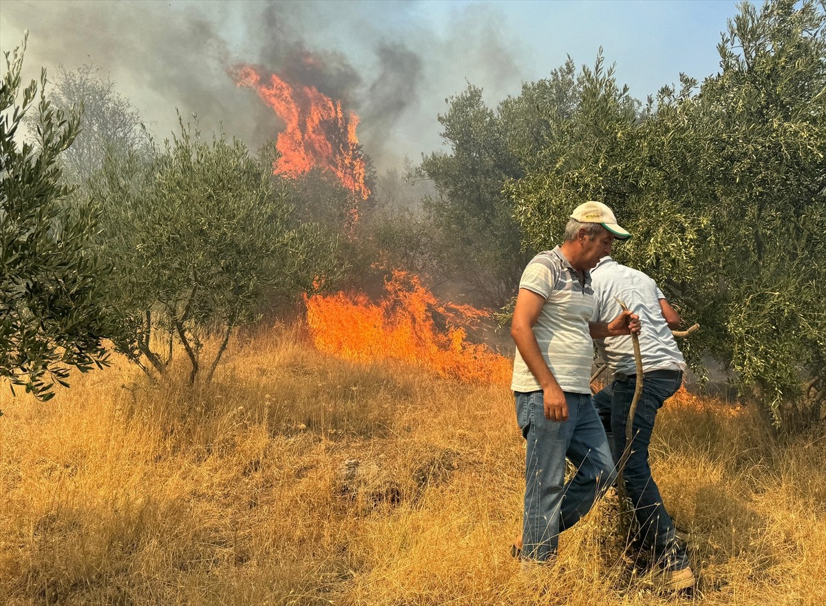 Aydın'ın Germencik ilçesinde, zeytinlik ve ormanlık alanda çıkan yangına havadan ve karadan...