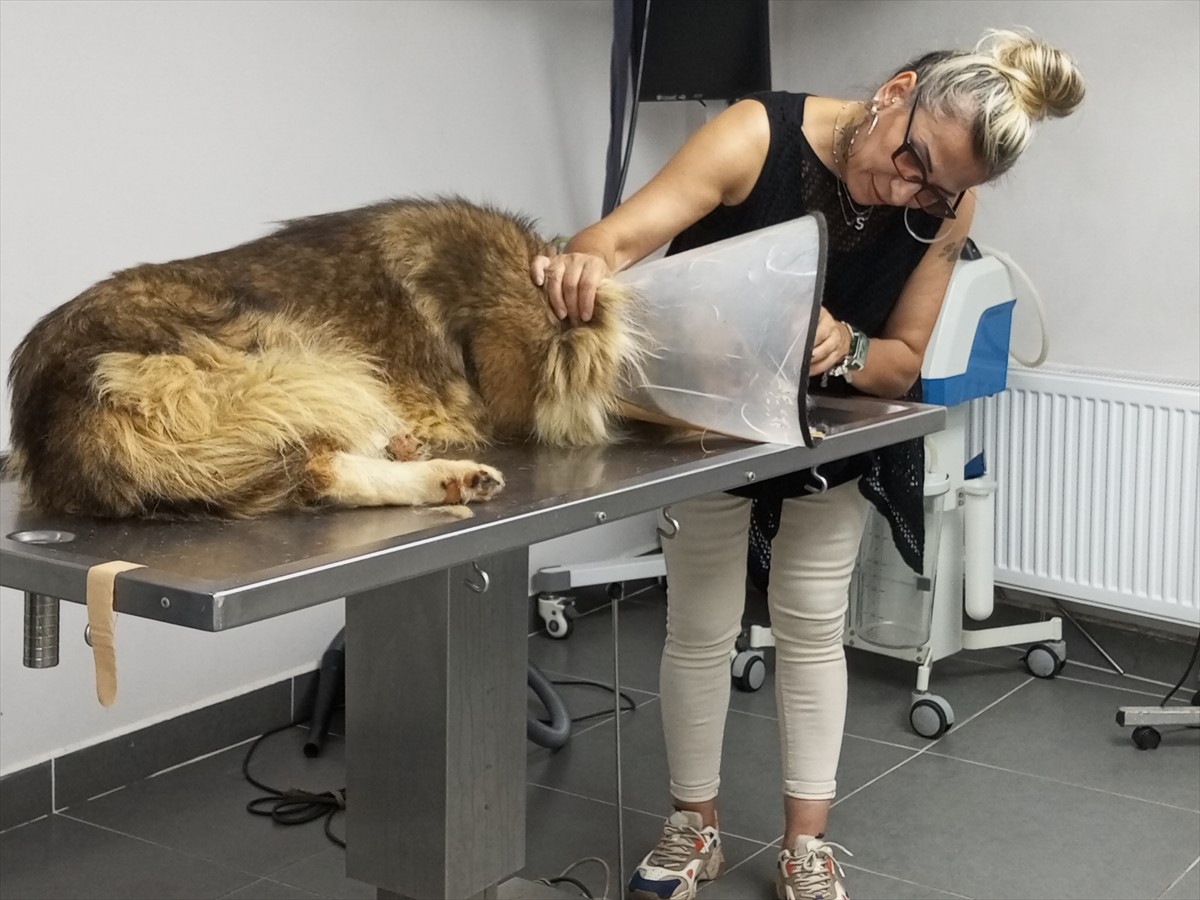 Bartın'da kimliği belirsiz kişiler tarafından silahla vurulan sahipsiz köpeğin tedavisi sürüyor....