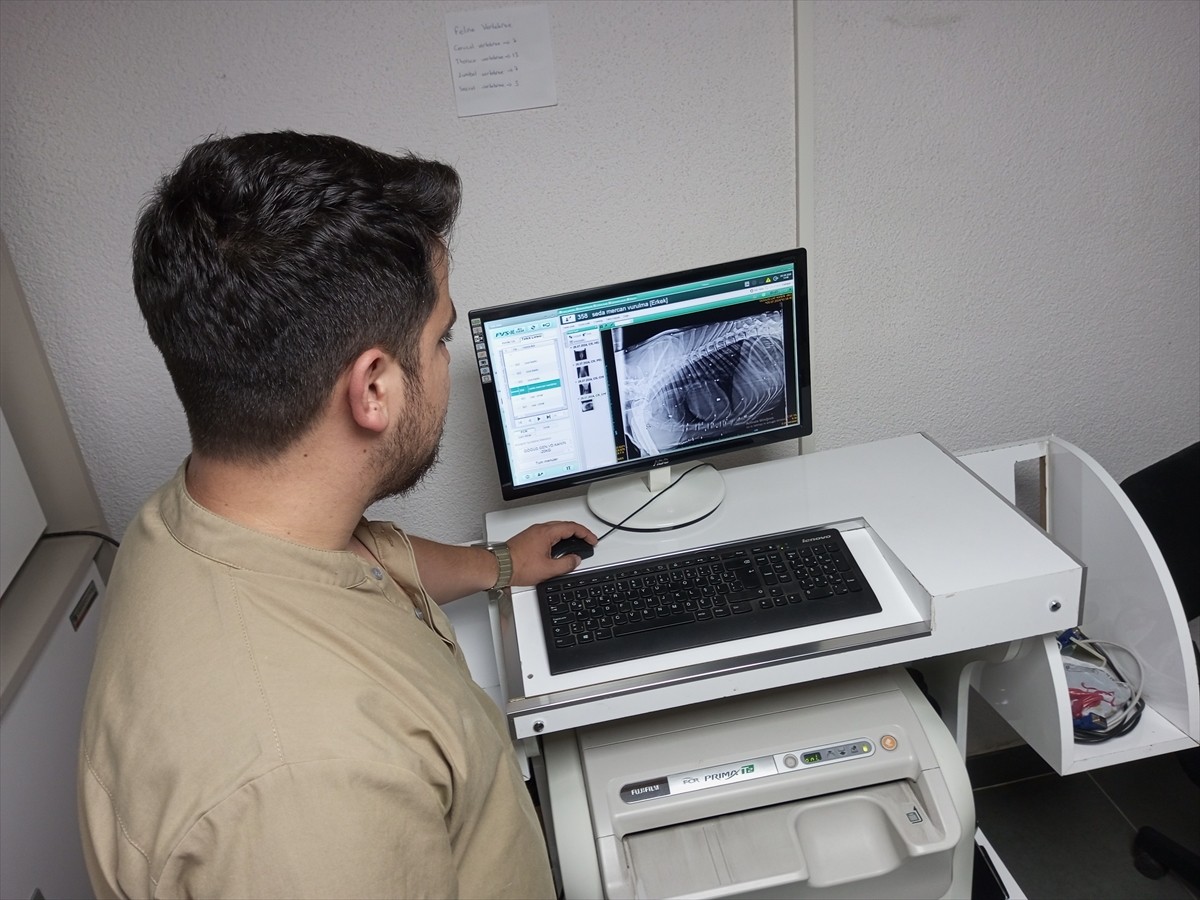 Bartın'da kimliği belirsiz kişiler tarafından silahla vurulan sahipsiz köpeğin tedavisi sürüyor....