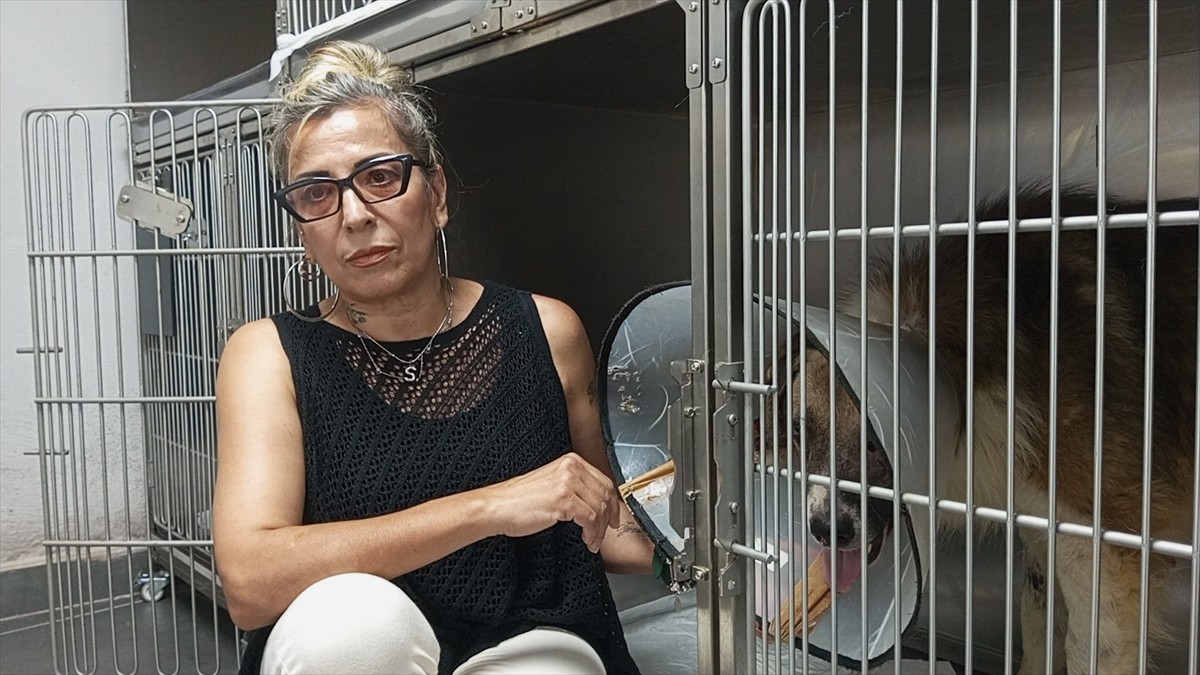 Bartın'da kimliği belirsiz kişiler tarafından silahla vurulan sahipsiz köpeğin tedavisi sürüyor....
