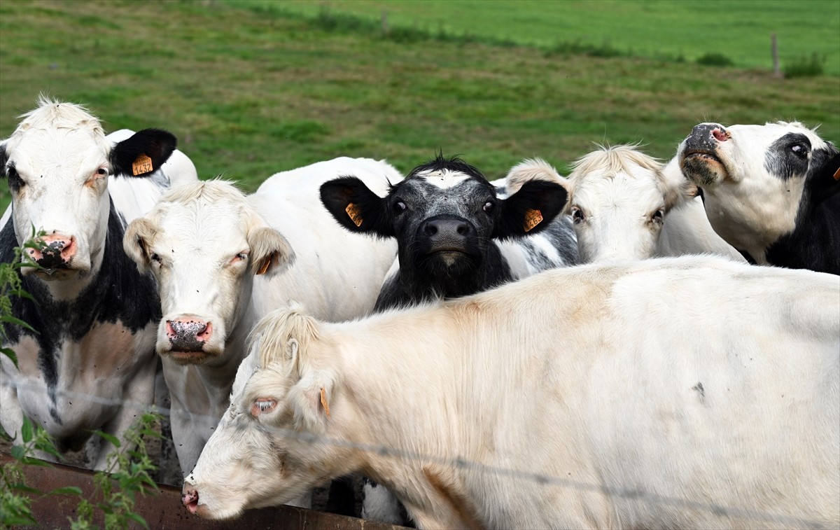 Belçika'da koyun, keçi, sığır ve ineklerde "mavi dil hastalığı" olarak bilinen virüs kaynaklı...