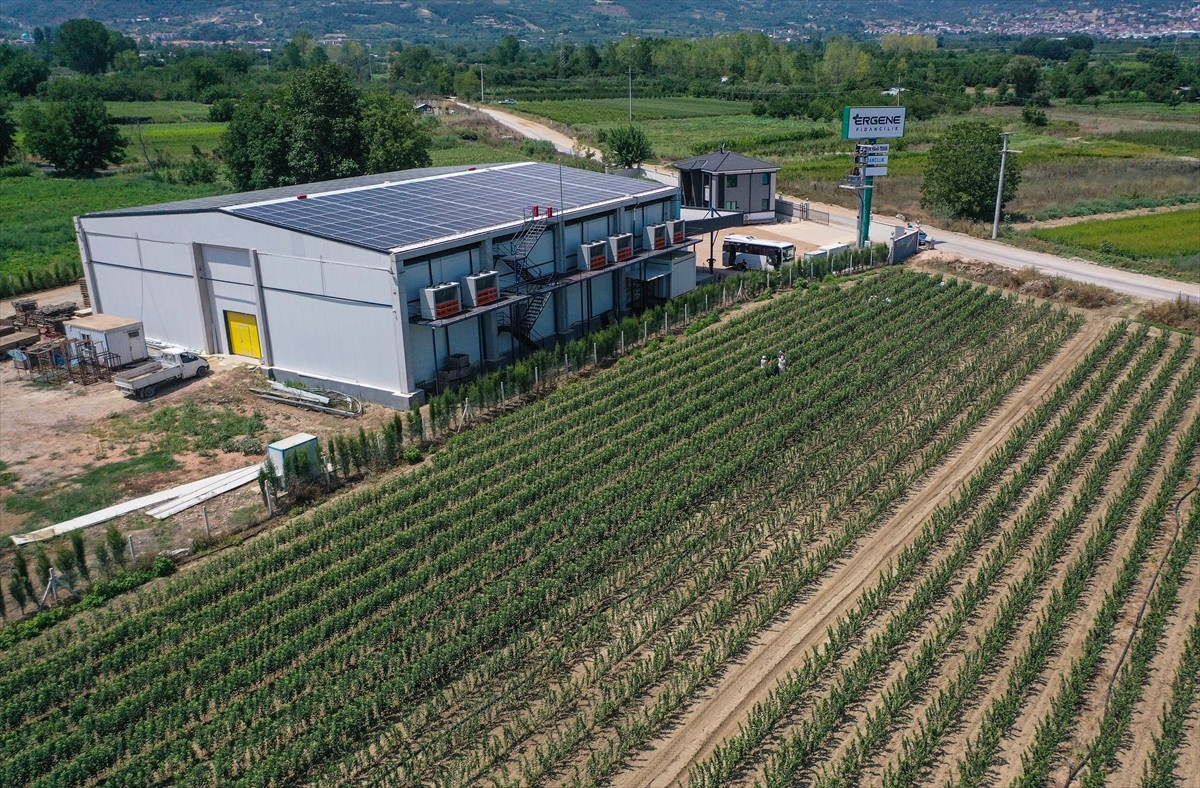 Bursa'nın İnegöl ilçesinde yılda 1 milyon meyve fidanı yetiştiren Ayşe ve Mehmet Ergene çifti...