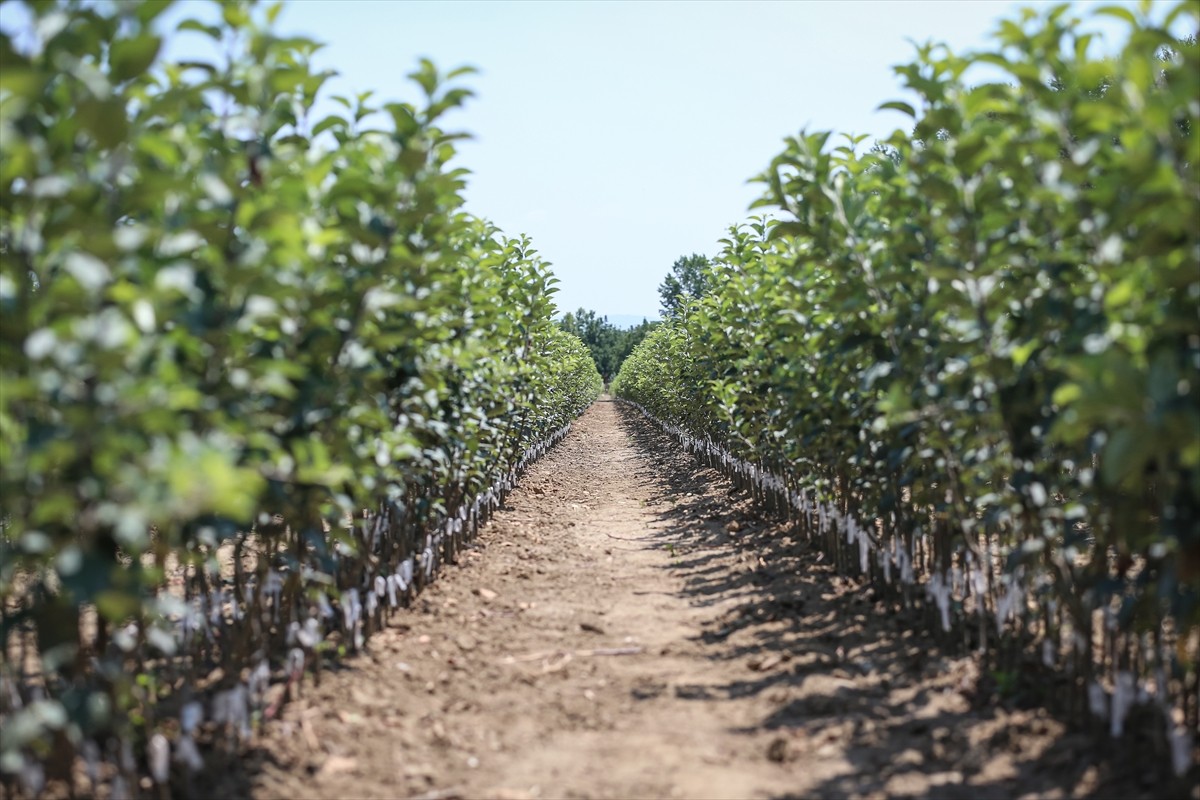 Bursa'nın İnegöl ilçesinde yılda 1 milyon meyve fidanı yetiştiren Ayşe ve Mehmet Ergene çifti...
