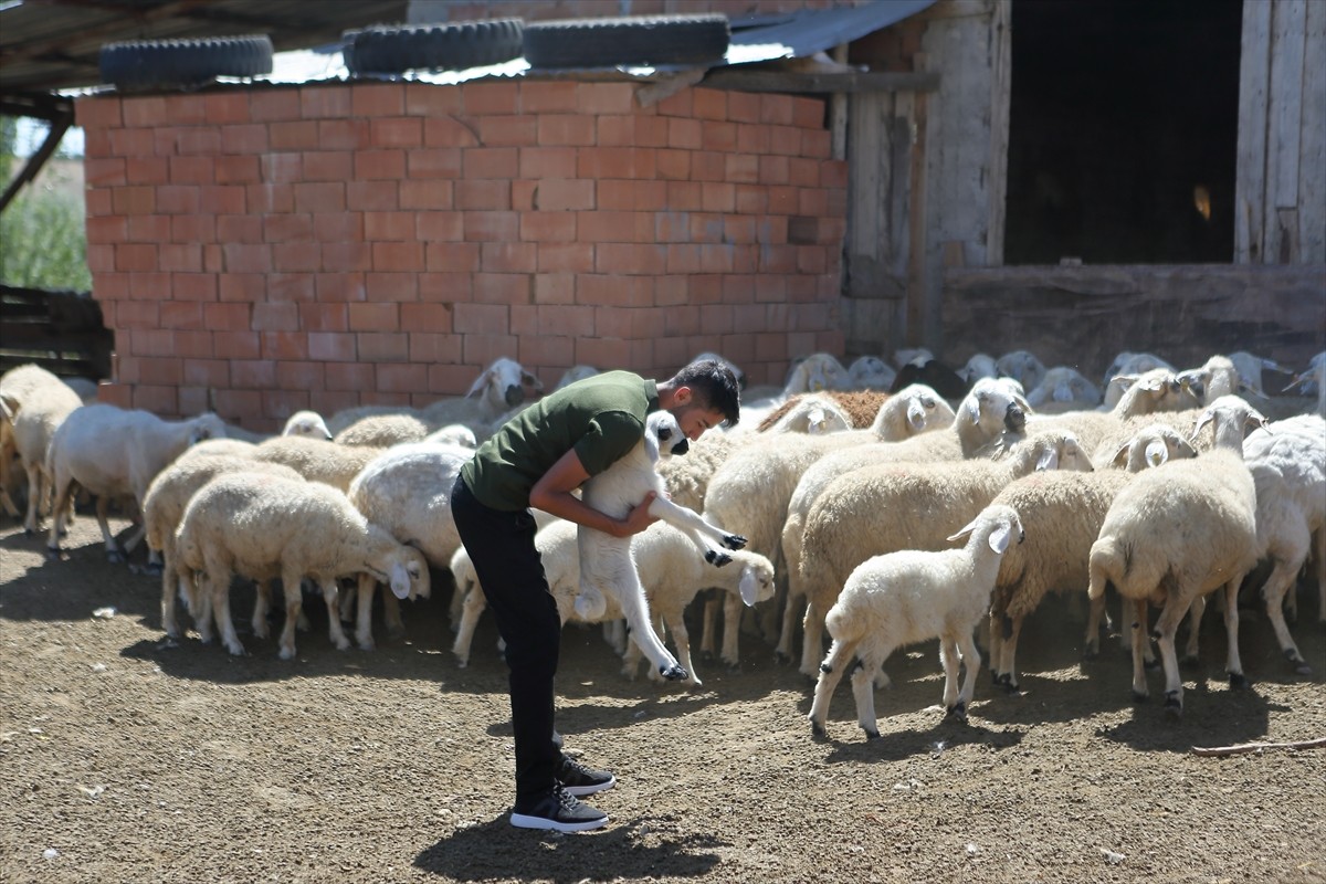 Çorum'un İskilip ilçesinde traktörüyle tarlasına "Fenerbahçe" yazdığı görüntüleri sosyal medyada...