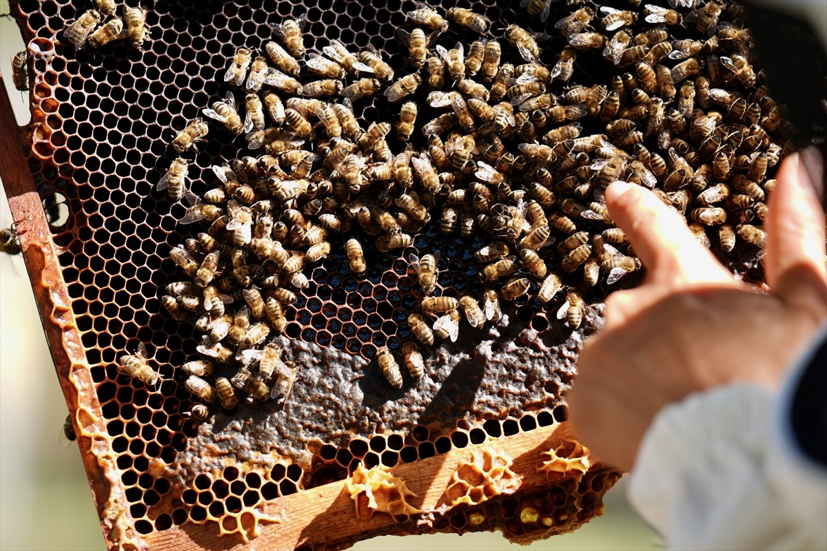 Düzce Üniversitesi Arıcılık Araştırma Geliştirme ve Uygulama Merkezi (DAGEM) Müdürlüğün'den...