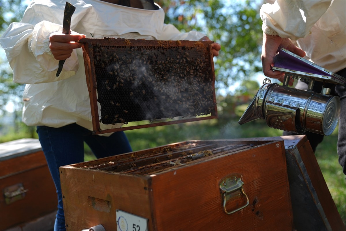 Düzce Üniversitesi Arıcılık Araştırma Geliştirme ve Uygulama Merkezi (DAGEM) Müdürlüğün'den...