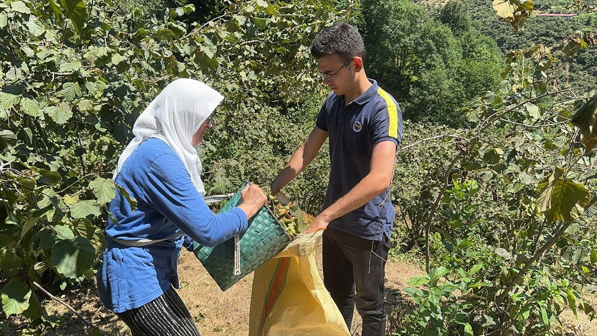 Giresun'da sahil kesimindeki fındık üreticileri, ürünü toplamaya başladı.