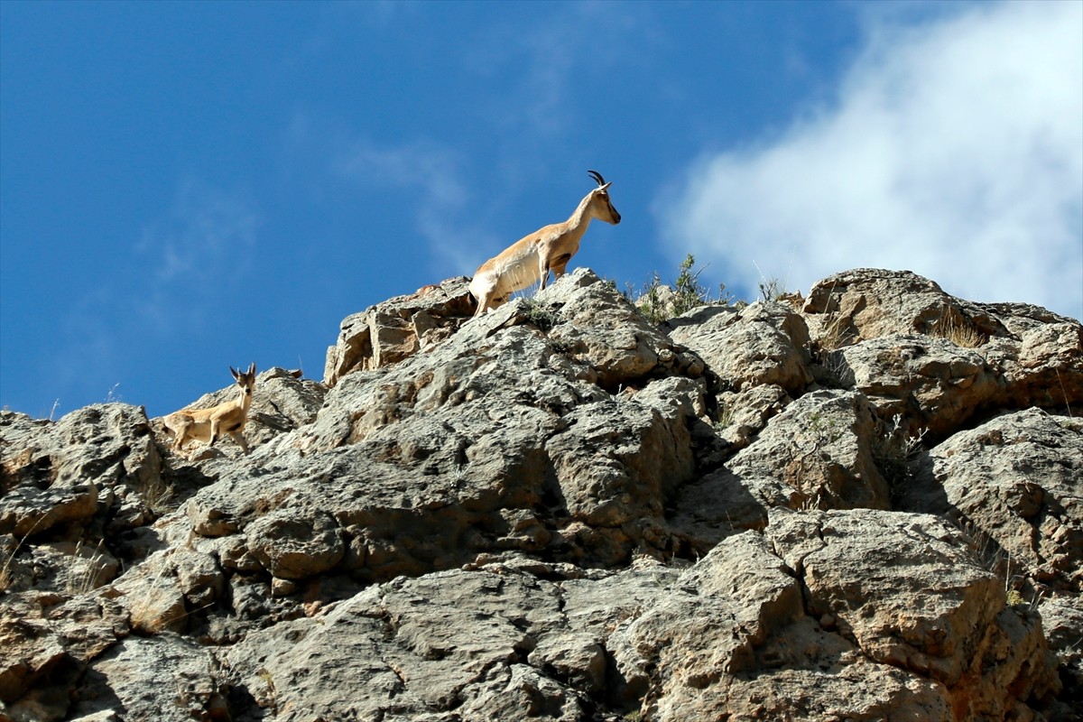 Gümüşhane Valisi Alper Tanrısever (sol 2), dağ yamaçlarında gezen yaban keçilerini sürü halinde...