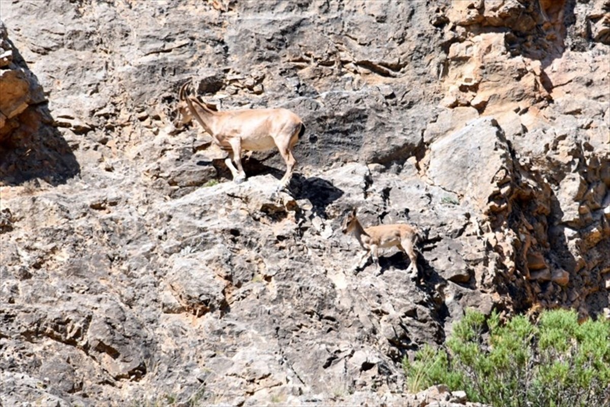 Gümüşhane Valisi Alper Tanrısever (sol 2), dağ yamaçlarında gezen yaban keçilerini sürü halinde...