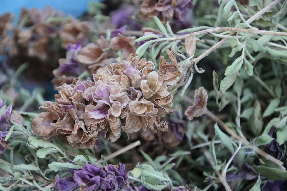 Iğdır Üniversitesi laboratuvarlarında yöreden yetişen tarımsal ve endemik türler ile Ağır Dağı...