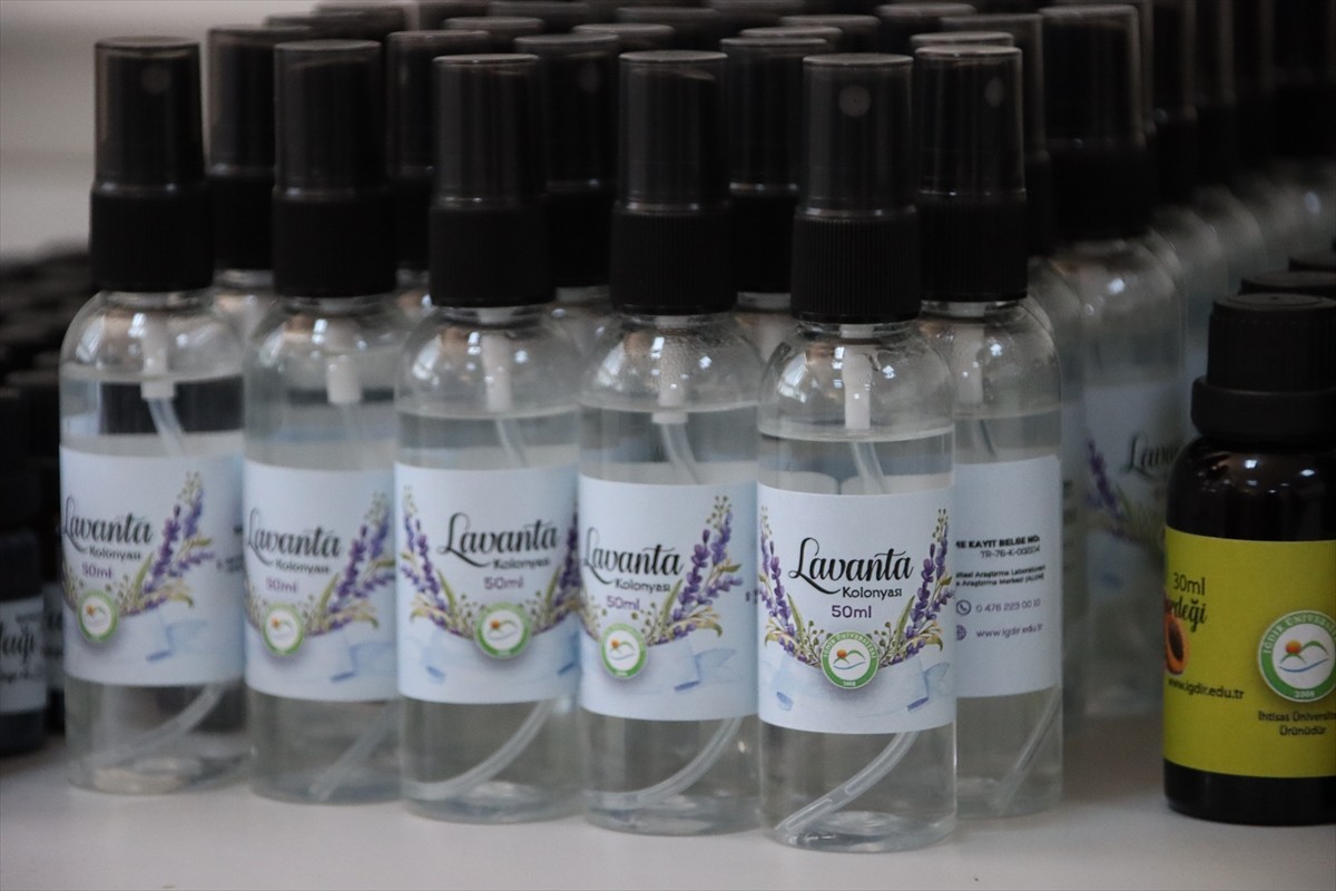 Iğdır Üniversitesi laboratuvarlarında yöreden yetişen tarımsal ve endemik türler ile Ağır Dağı...