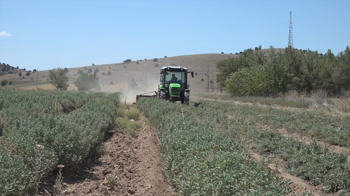 İlkbahar ve haziran döneminde yeterince yağış alamayan Burdur'da yetiştirilen Anadolu ada çayında...