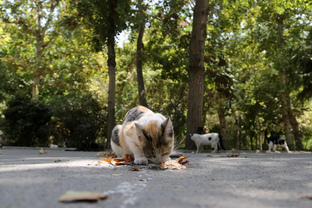 İran’ın başkenti Tahran’ın merkezinde yer alan kentin en eski ve en büyük parklarından Lale Parkı...
