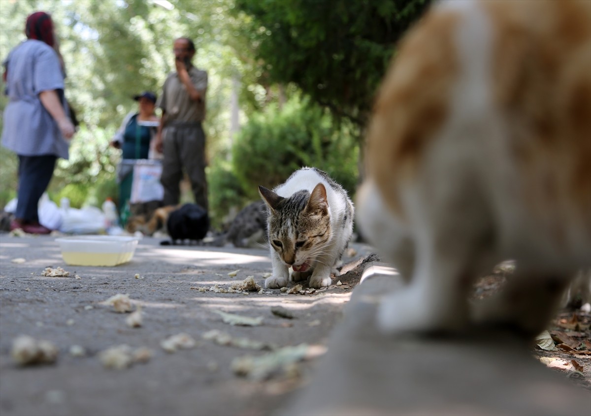 İran’ın başkenti Tahran’ın merkezinde yer alan kentin en eski ve en büyük parklarından Lale Parkı...