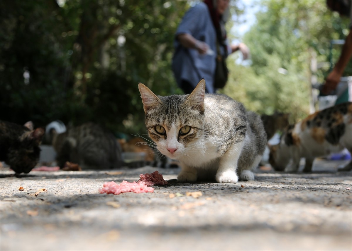 İran’ın başkenti Tahran’ın merkezinde yer alan kentin en eski ve en büyük parklarından Lale Parkı...