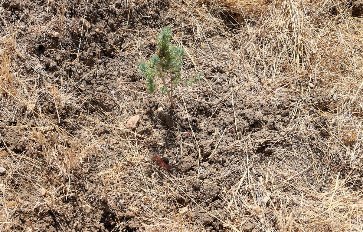 İzmir'de kuraklığın etkilerini azaltmak amacıyla araziye açılan hilal ve baklava şeklindeki...