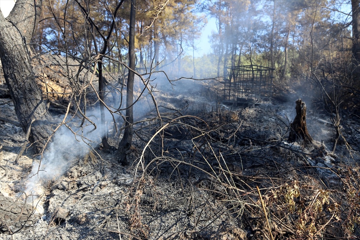 Muğla'nın Milas ilçesinde çıkan orman yangını kara ve hava ekiplerinin müdahalesiyle kontrol...