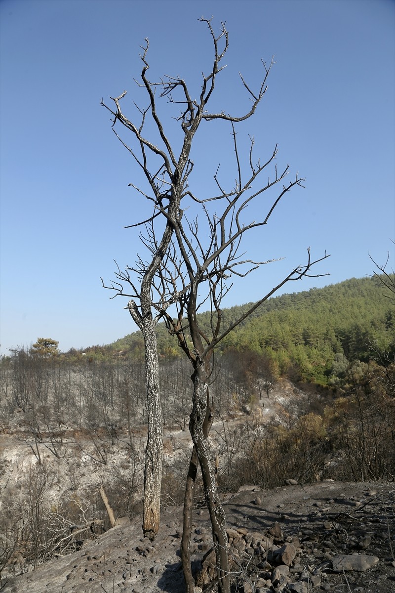 Muğla'nın Milas ilçesinde çıkan orman yangını kara ve hava ekiplerinin müdahalesiyle kontrol...