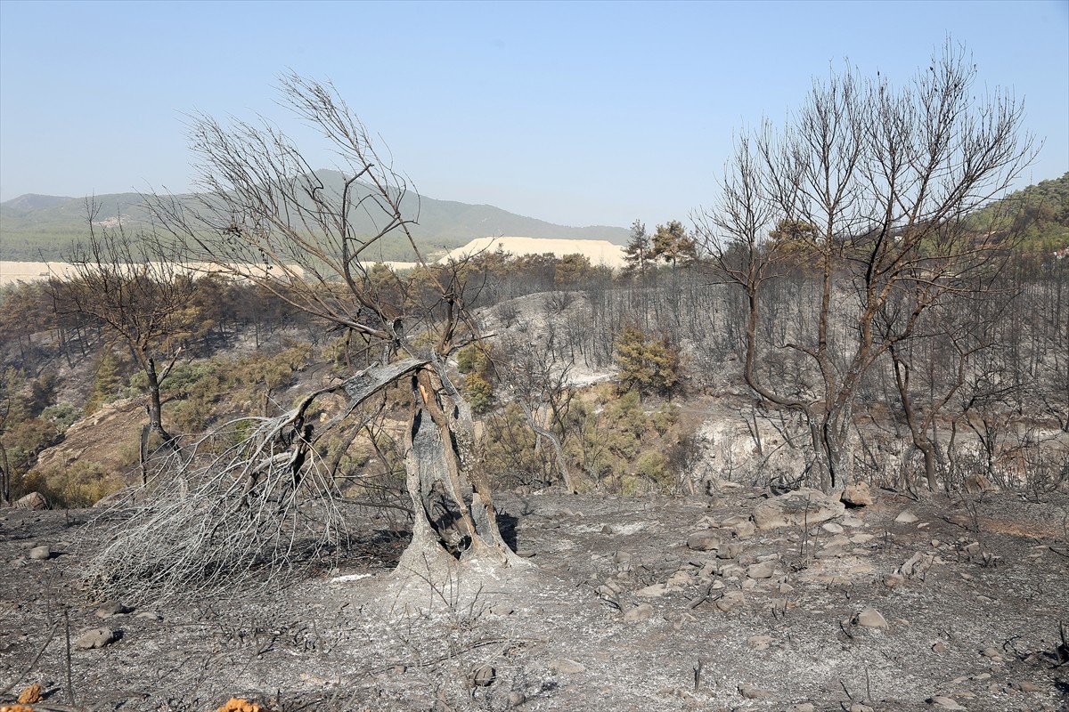 Muğla'nın Milas ilçesinde çıkan orman yangını kara ve hava ekiplerinin müdahalesiyle kontrol...