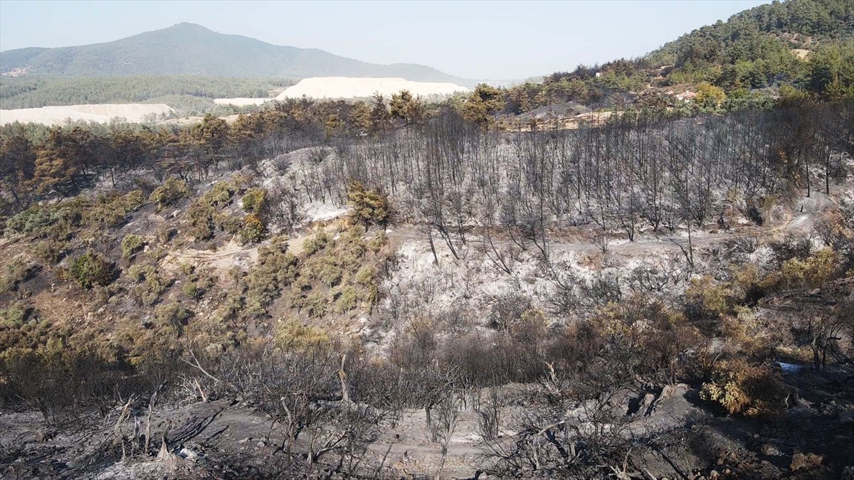 Muğla'nın Milas ilçesinde çıkan orman yangını kısmen kontrol altına alındı. Yangında yaklaşık 60...