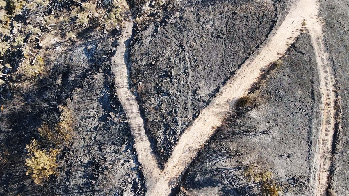 Muğla'nın Milas ilçesinde çıkan orman yangını kısmen kontrol altına alındı. Yangında yaklaşık 60...