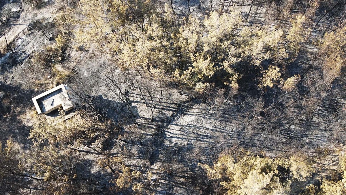 Muğla'nın Milas ilçesinde çıkan orman yangını kısmen kontrol altına alındı. Yangında yaklaşık 60...