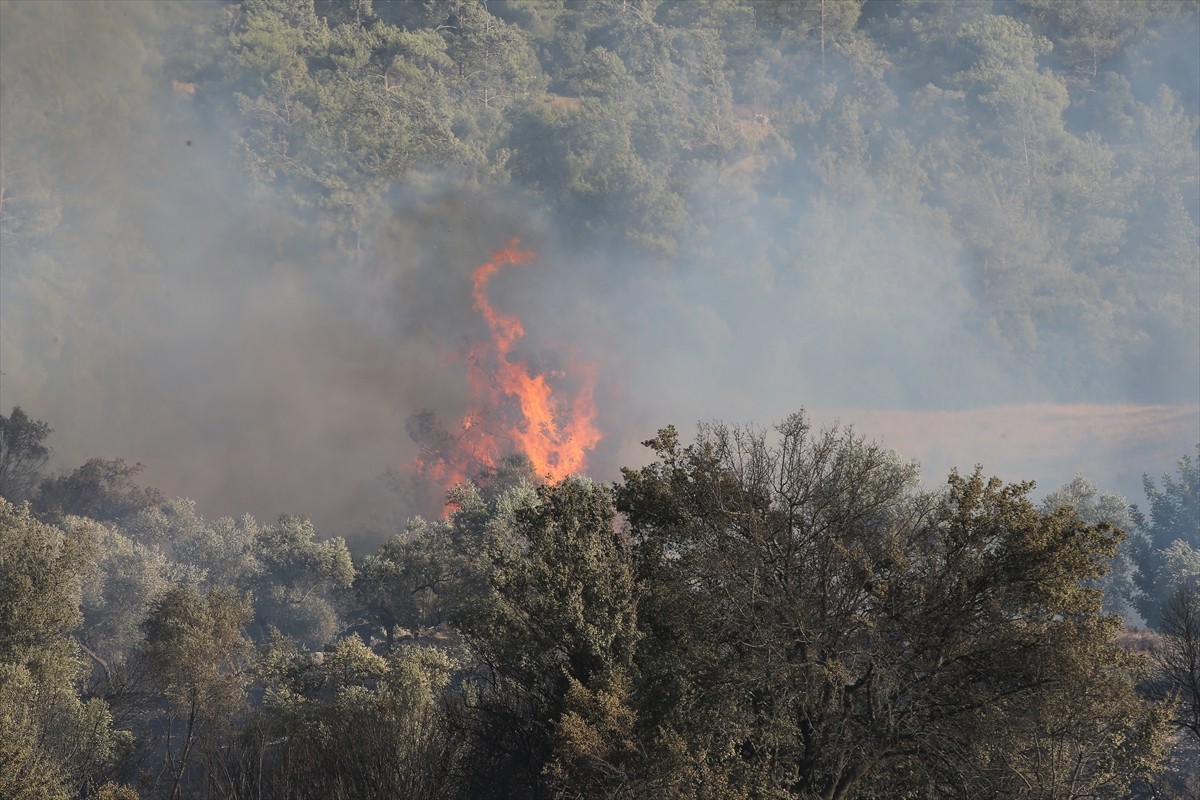 Muğla'nın Milas ilçesinde çıkan orman yangınına havadan ve karadan müdahale ediliyor.  