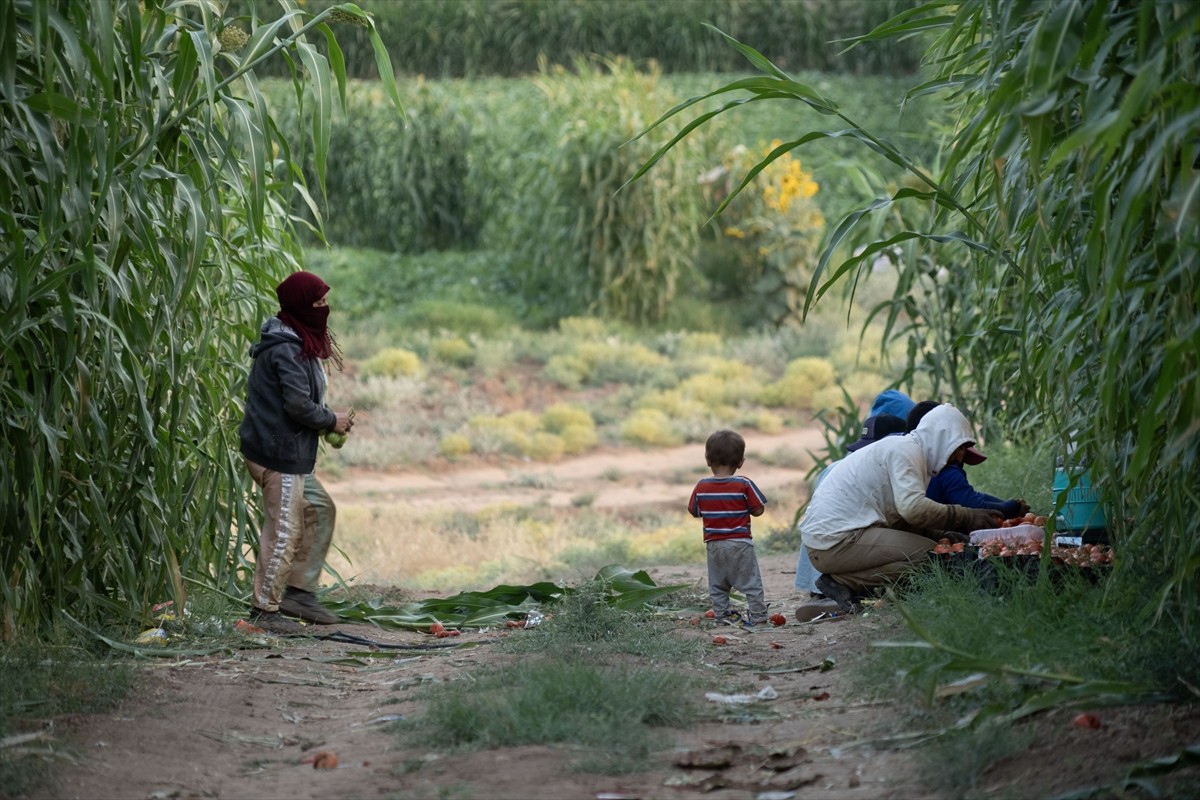 Terör örgütü DEAŞ'in işgaliyle Musul'un Sincar ilçesinden kaçmak zorunda kalan ve Duhok'taki...