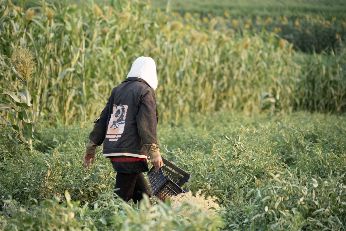 Terör örgütü DEAŞ'in işgaliyle Musul'un Sincar ilçesinden kaçmak zorunda kalan ve Duhok'taki...