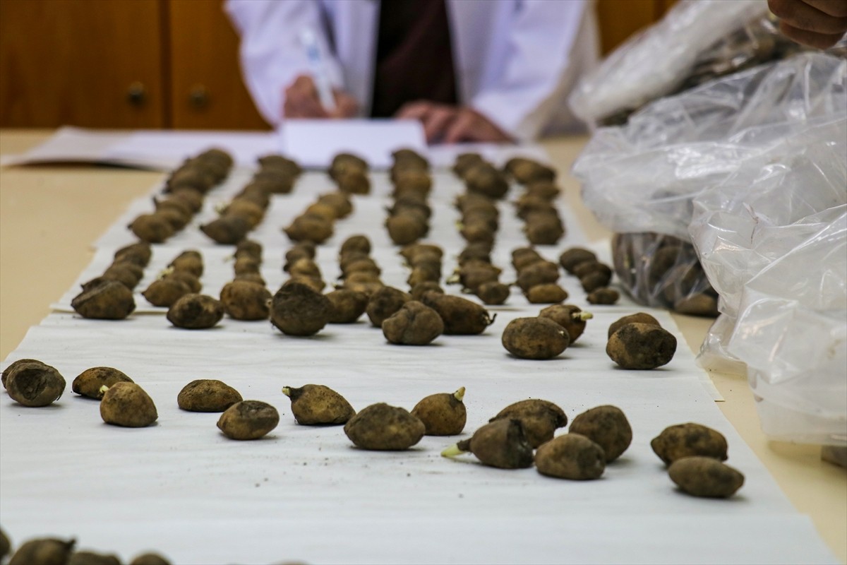 Van'ın Muradiye ilçesinde 6 şüpheli tarafından sökülerek kent dışına çıkarılmak istenirken İl...