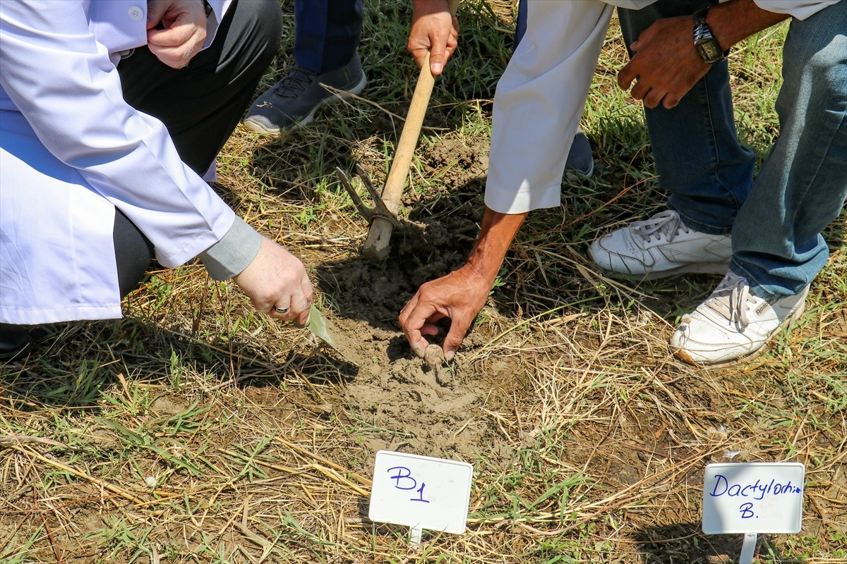 Van'ın Muradiye ilçesinde 6 şüpheli tarafından sökülerek kent dışına çıkarılmak istenirken İl...