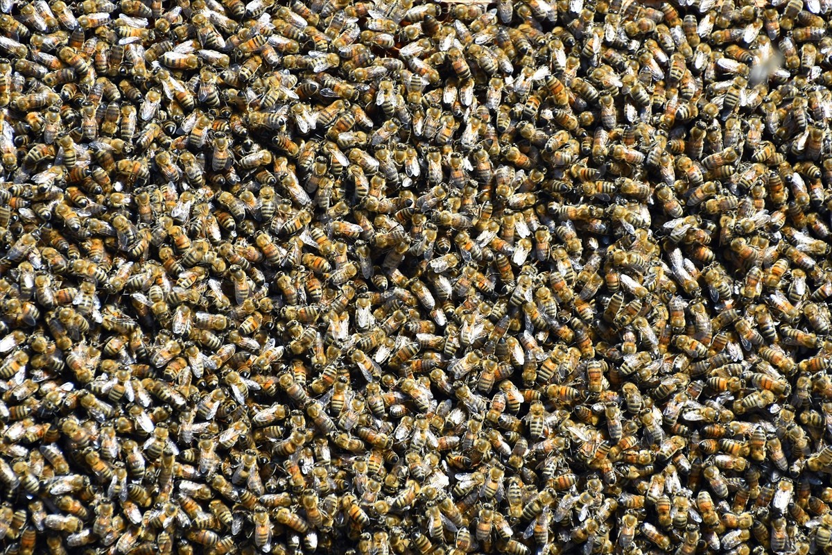 Türkiye'nin farklı bölgelerinden Kars'ın Sarıkamış ilçesine gelen gezgin arıcılar, sezonun ilk bal...