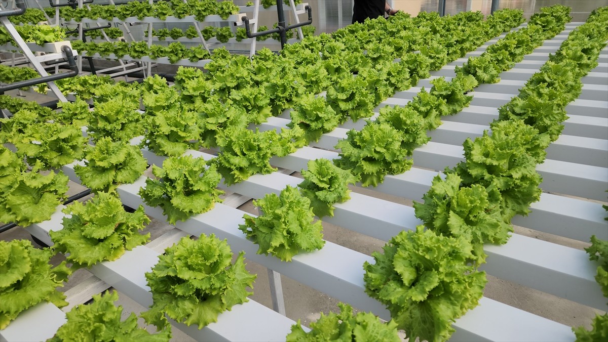 Amasya Üniversitesi Suluova Meslek Yüksekokulu (MYO) tarafından hazırlanan "Akıllı Seralar, Üreten...