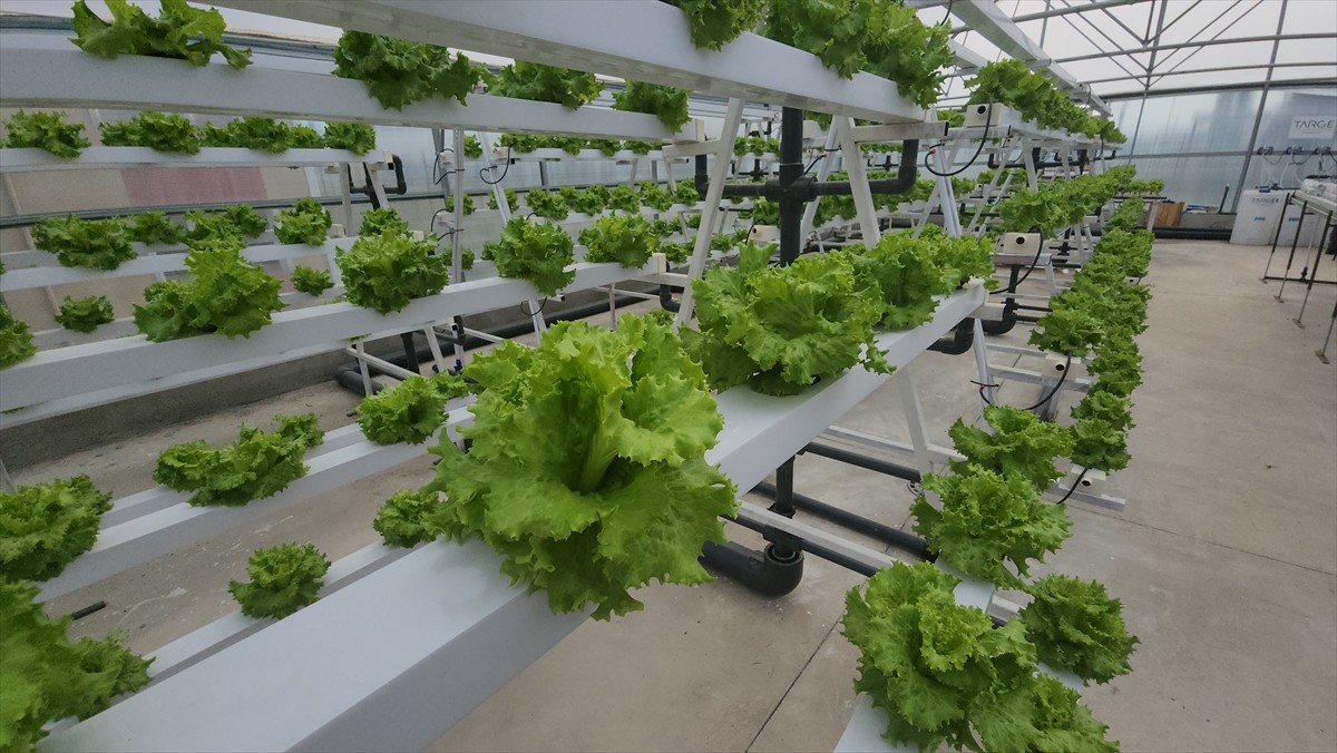 Amasya Üniversitesi Suluova Meslek Yüksekokulu (MYO) tarafından hazırlanan "Akıllı Seralar, Üreten...