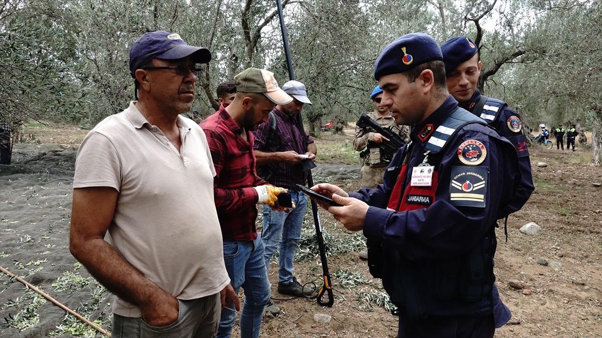 Türkiye'nin zeytinyağı üretiminin yüzde 10'unun karşılandığı Balıkesir'de zeytin hasadının...