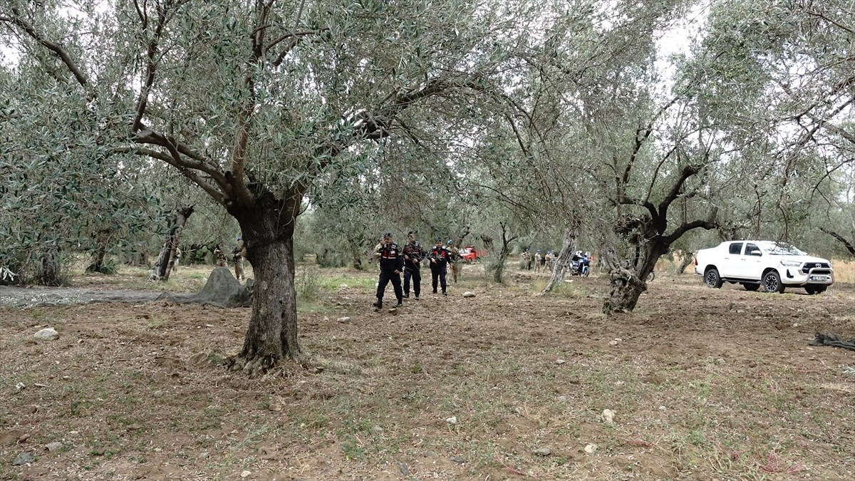 Türkiye'nin zeytinyağı üretiminin yüzde 10'unun karşılandığı Balıkesir'de zeytin hasadının...