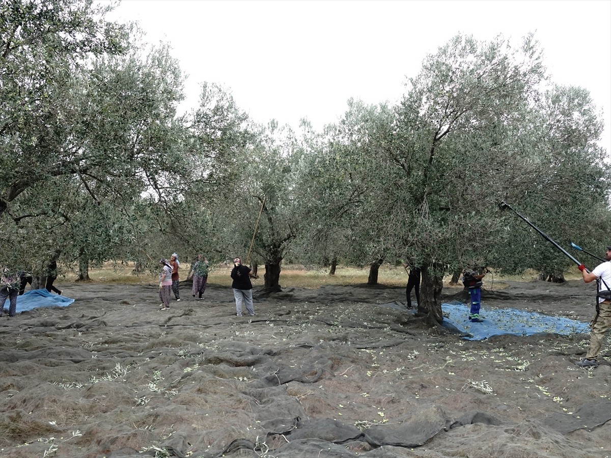 Türkiye'nin zeytinyağı üretiminin yüzde 10'unun karşılandığı Balıkesir'de zeytin hasadının...