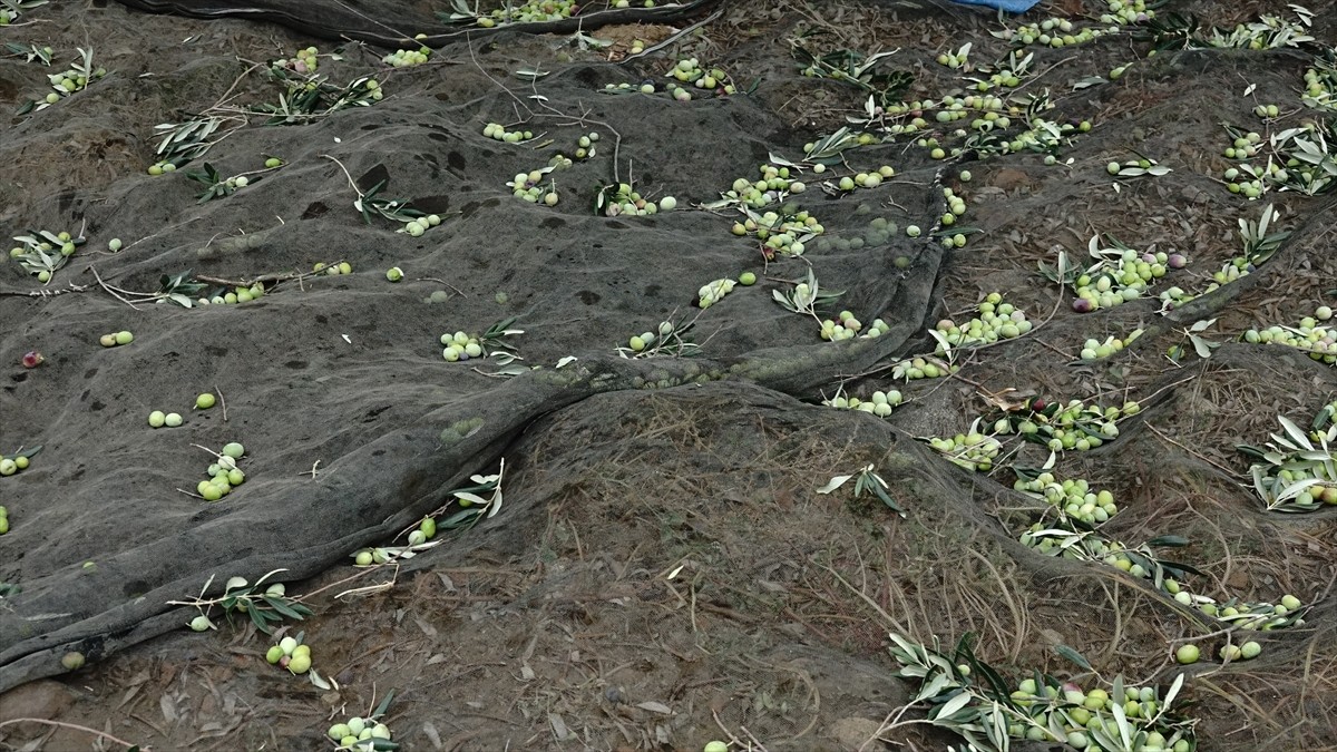 Türkiye'nin zeytinyağı üretiminin yüzde 10'unun karşılandığı Balıkesir'de zeytin hasadının...