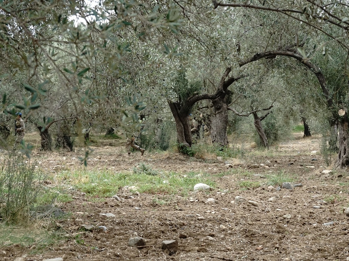 Türkiye'nin zeytinyağı üretiminin yüzde 10'unun karşılandığı Balıkesir'de zeytin hasadının...