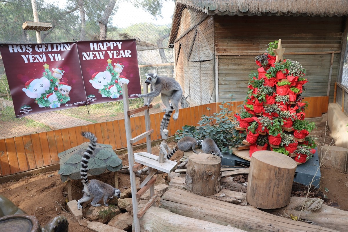 Antalya Doğal Yaşam Parkı'nda hayvanların bulunduğu kafesler, yeni yıl temalı ürünlerle...