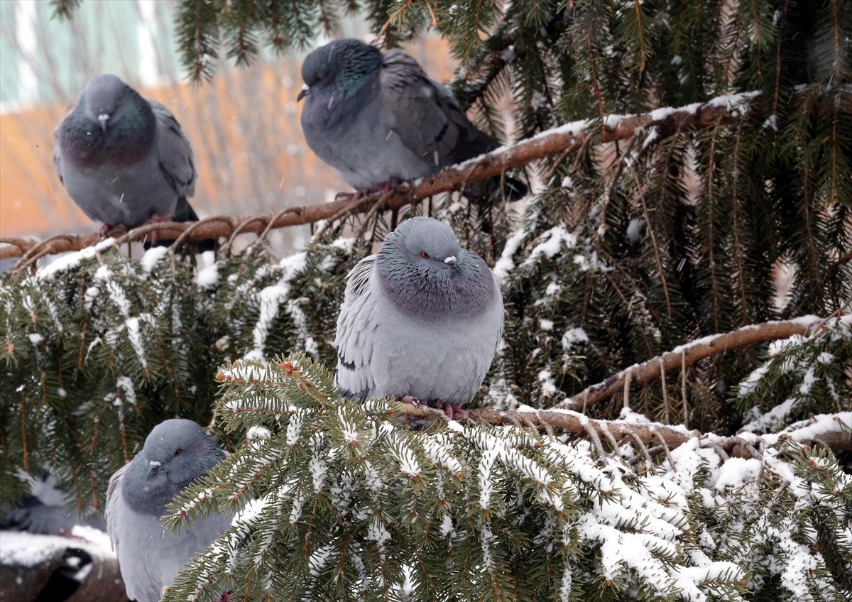 Ardahan'da soğuk hava nedeniyle yol ve kaldırımlarda buzlanma oluştu.