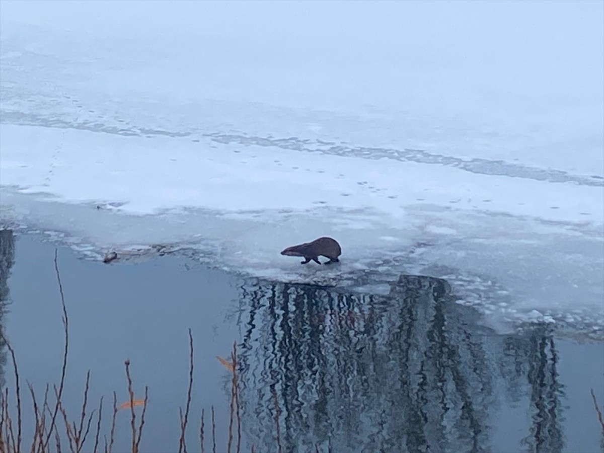 Ardahan'da su samurunun kısmen buzla kaplı nehirde avladığı balığı yeme anı, cep telefonu...