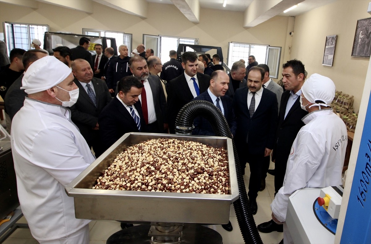 Giresun'da cezaevinde oluşturulan fındık işleme atölyesinin açılışı yapıldı. Fındık işleme...