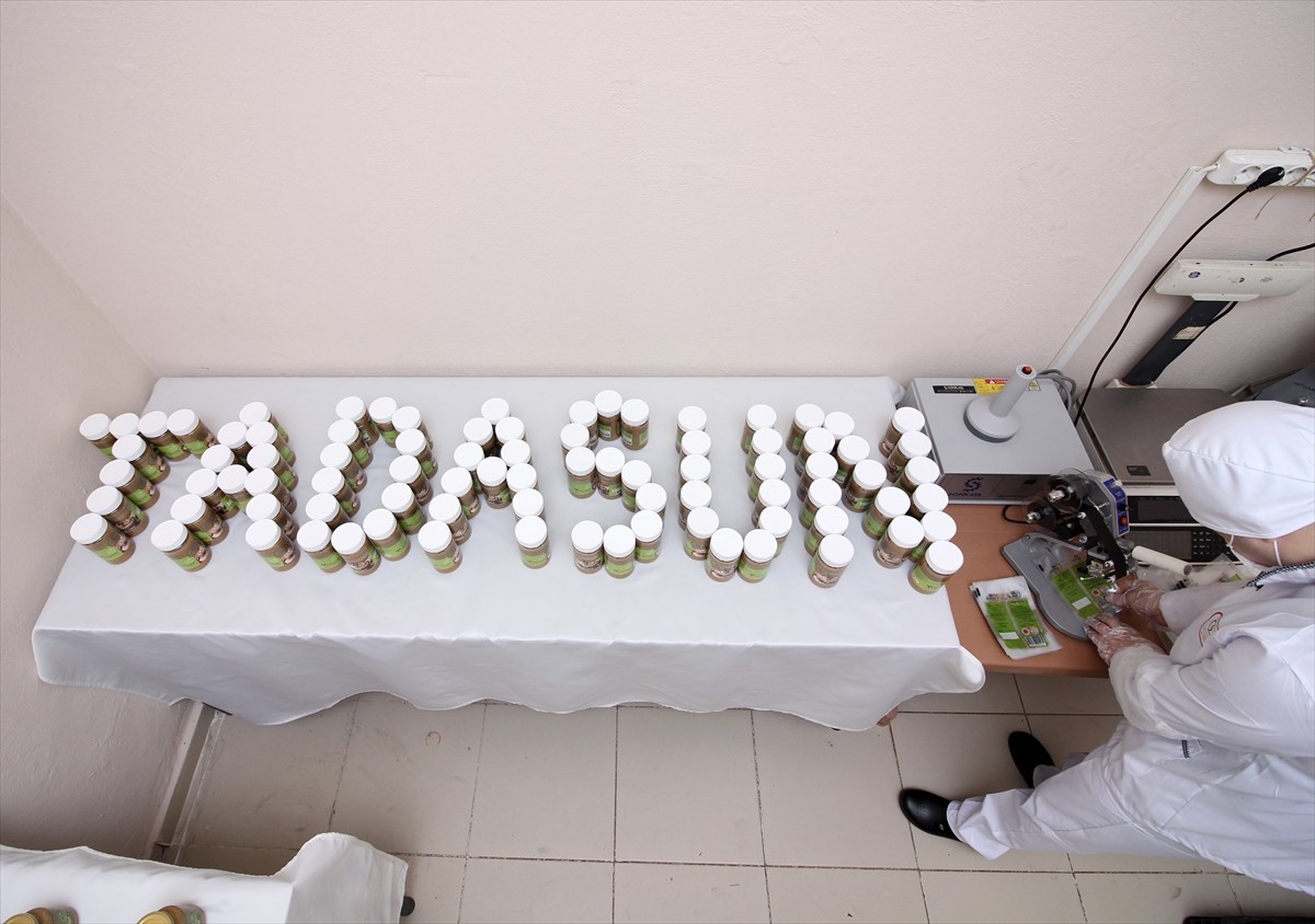 Giresun'da cezaevinde oluşturulan fındık işleme atölyesinin açılışı yapıldı. Fındık işleme...