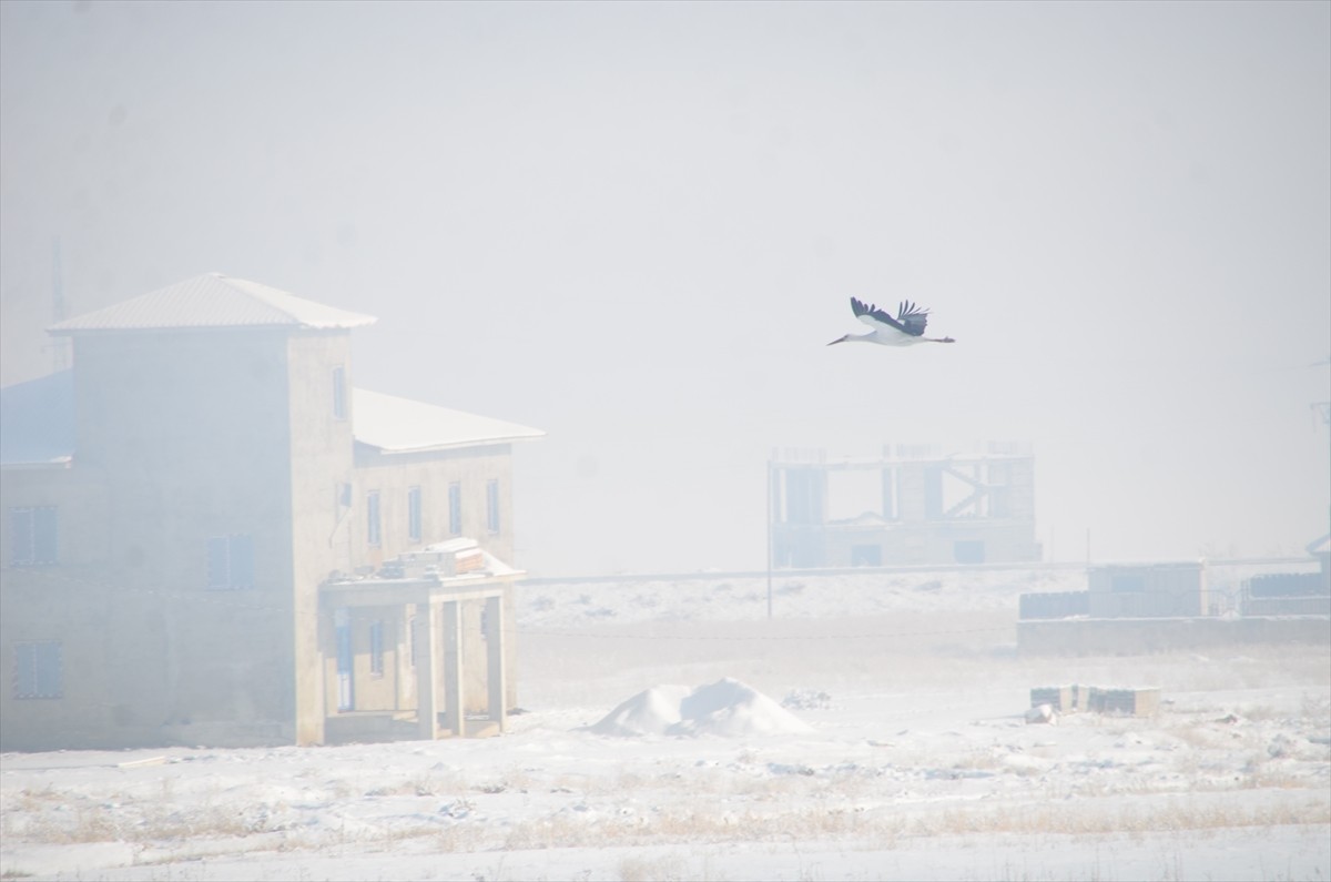 Hakkari'nin Yüksekova ilçesinde bu yıl göç etmeyen bazı leylekler, karlı kaplı arazide yiyecek...