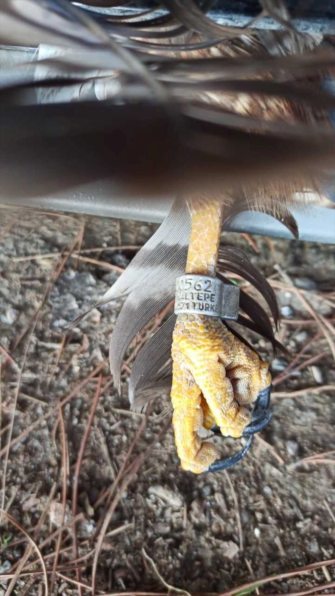 İzmir'de otomobilin ön kısmına sıkışan şahin, ekiplerin çalışmasıyla kurtarıldı.