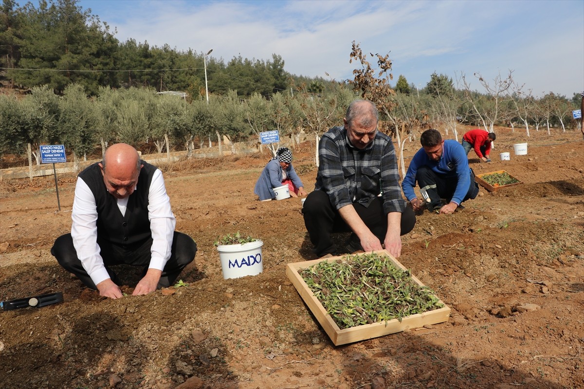 Kahramanmaraş'ta dondurmanın olmazsa olmazlarından salep üretiminin artırılmasına yönelik...