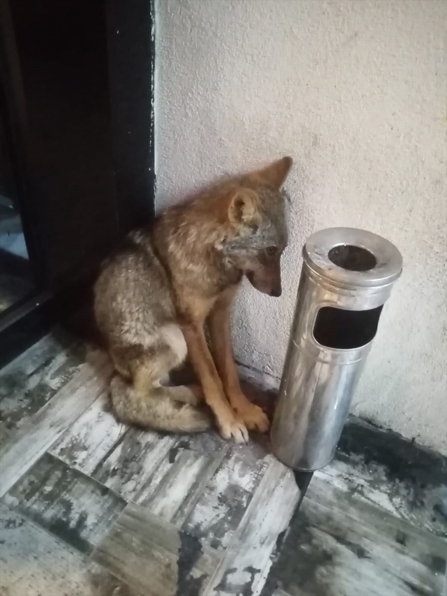 Karabük'te jandarma ekiplerince bulunan yaralı 2 kızıl şahin ile vatandaşların bulduğu kurt...
