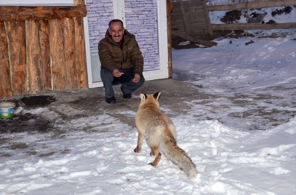 Kars'ın Sarıkamış ilçesinde Tepe Mahallesi sakinleri, "Kar güzeli" adını verdikleri kızıl tilkiye...
